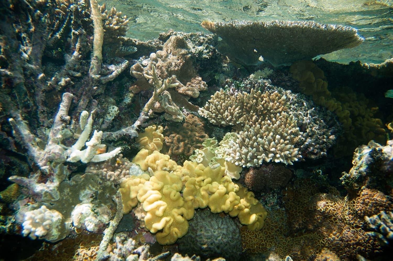 Leather coral on a house reef