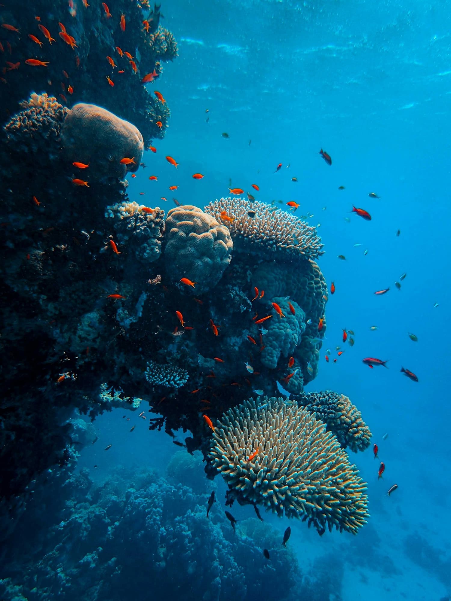 Reef life
