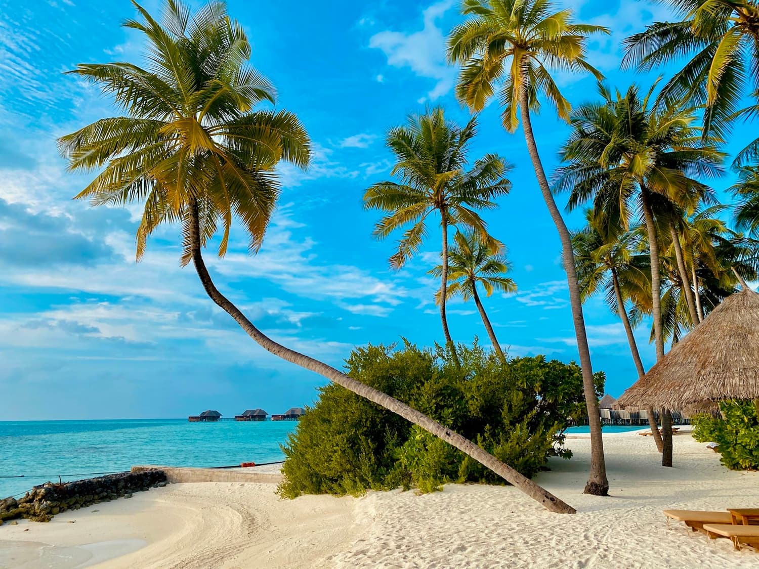 Palms over the beach