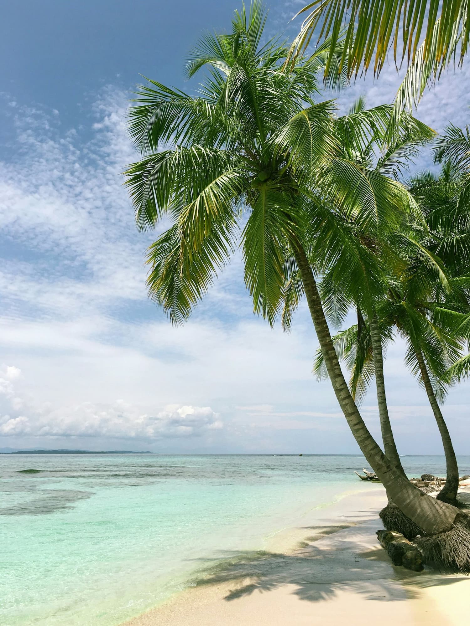 Palms along the shore