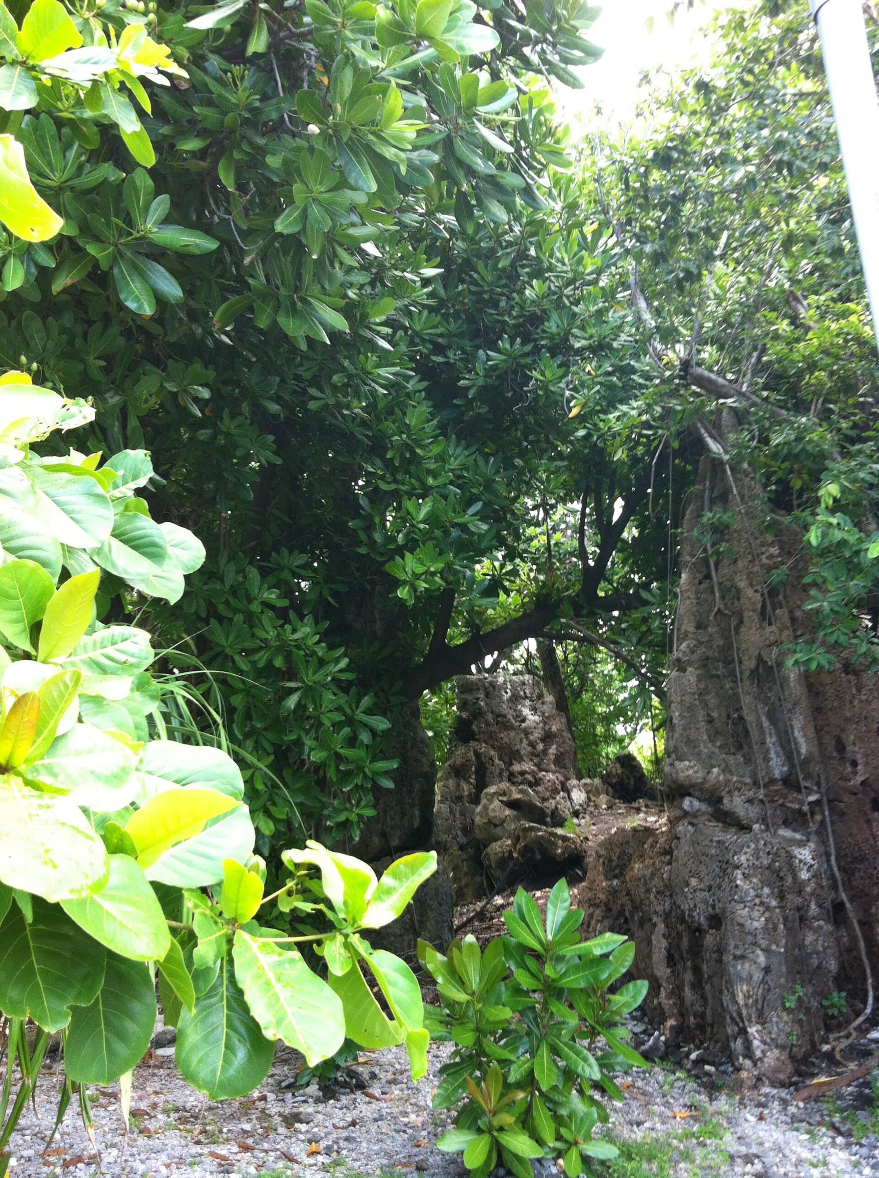 A coral pinnacle in the garden