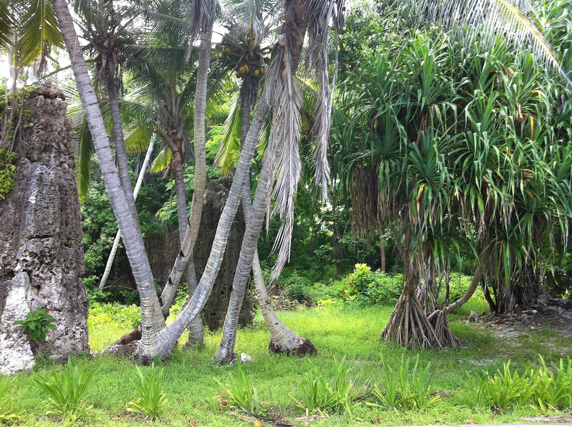 Coral pinnacles in the hotel garden
